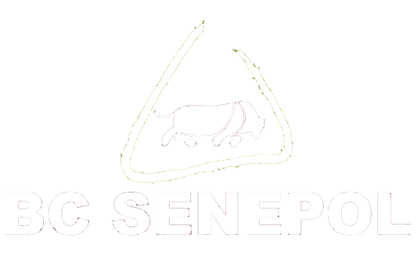 BC Senepol - A raça campeão