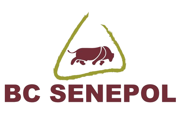 BC Senepol - A raça campeão